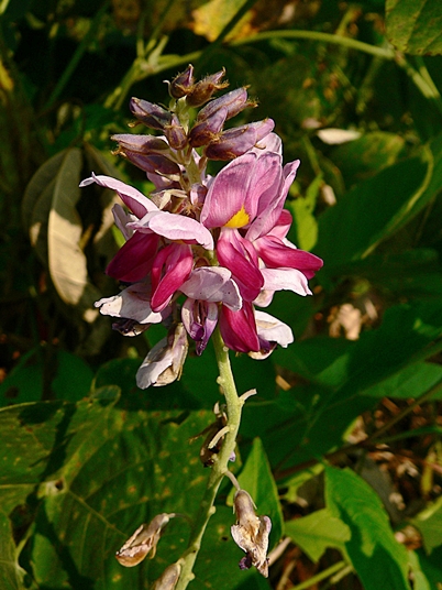 {Pueraria montana var. lobata}
